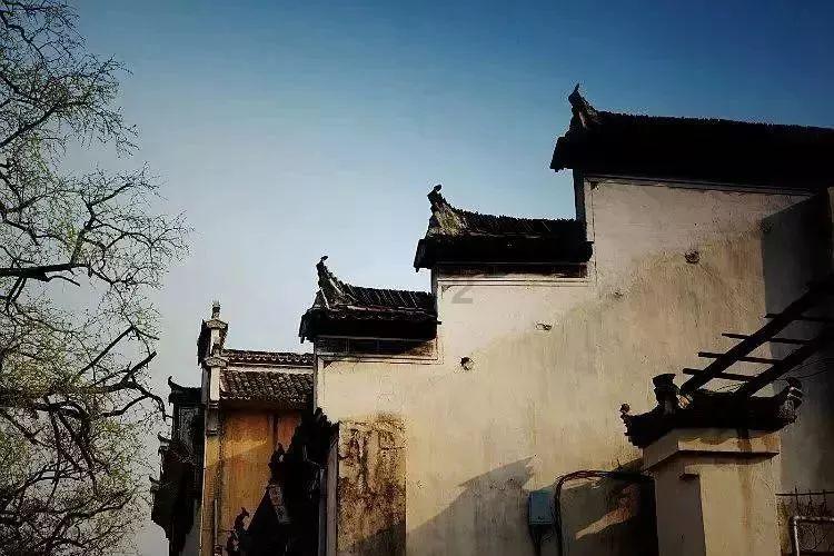拯救机灵鸟